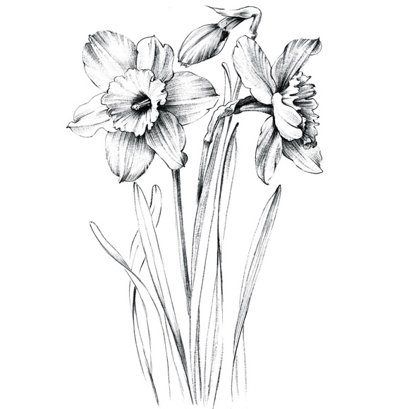 Meet your Posher, Elizabeth - Picture 1 of 1